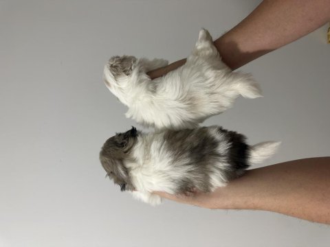 Maltipoo bebekler