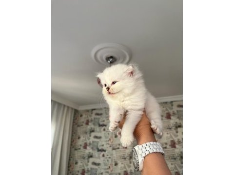 Safkan beyaz mavi gözlü longhair bebekler
