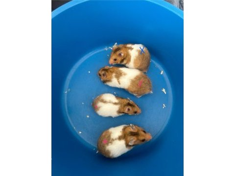Birbirinden güzel hamster bebekler
