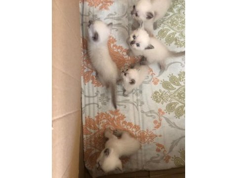 Yavru british longhair blue eyes