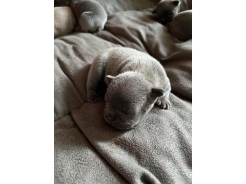 Anne blue - baba blue tan french bulldog yavrular