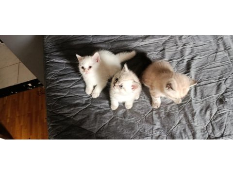 British shorthair yavru kediler