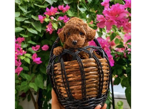 Poodle bebekleri