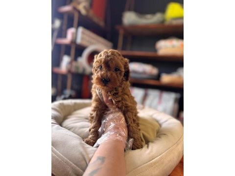 Safkan poodle yavru köpekler