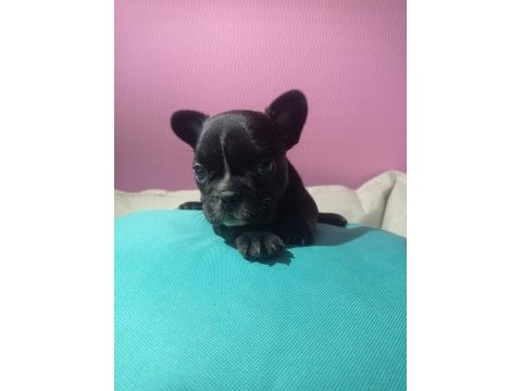 Tatlı, sağlık ve ırk garantili french bulldog yavruları