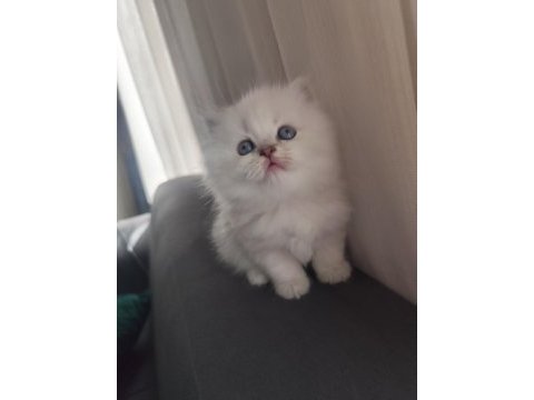 Kan hattı muhteşem kedimiz