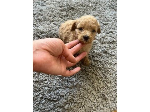 Toy poodle köpeğimiz