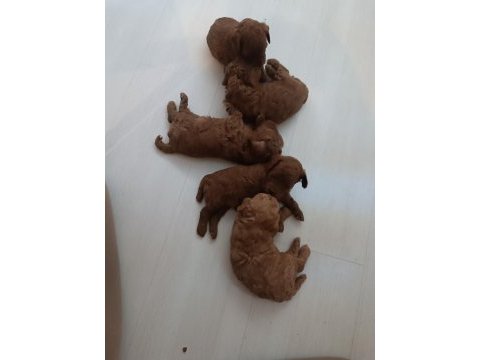 Yeni yuvasını arıyor köpeğimiz