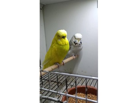 Yeni eşleme genç jumbo muhabbet kuşu takım