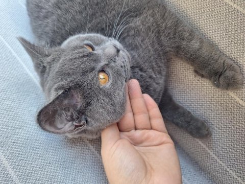 Kedimiz pamuk yuva arıyor