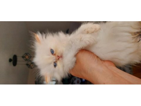 İran kedisi tospigim pamuğum mavişim evini istiyor
