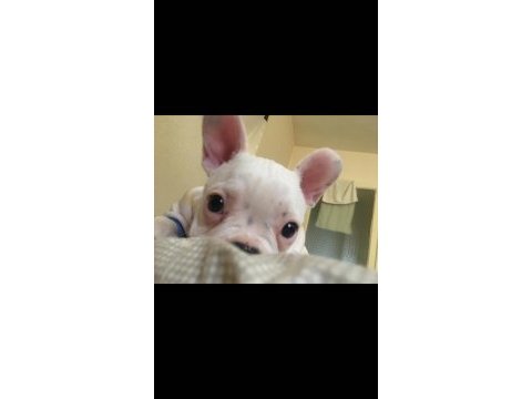 5.5 aylık french bulldog