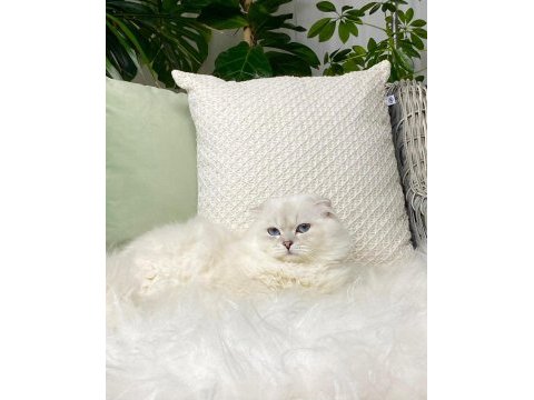 Özel scottish fold longhair erkek