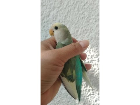 2 aylık sevda papağanı