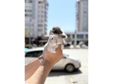 Orjinal cüce yavrularımız hazır