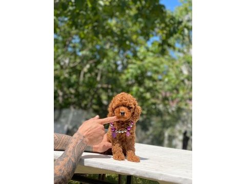Tatlı poodle yavrular