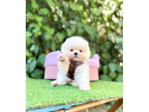Safkan pomeranian boo yavrularımız