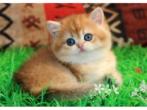 Kraliyet yavrusu golden british shorthair