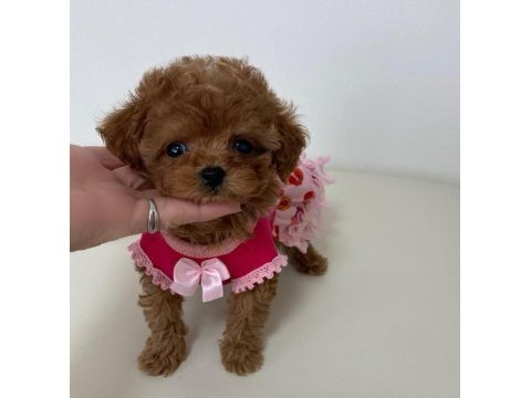 Antalyanın en sevimli toy poodle bebek yüzlü yavruları