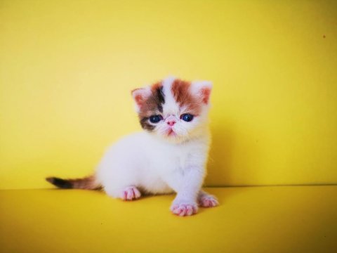 Exotic shorthair safkan yavrular rezerveye hazır