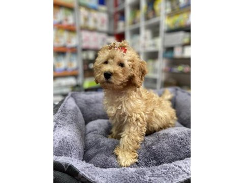 Secereli red brown babadan toy poodle yavrumuz