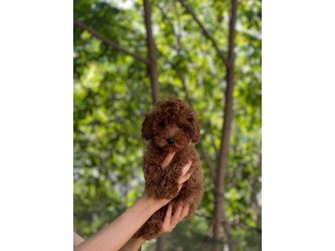 Red / brown poodle