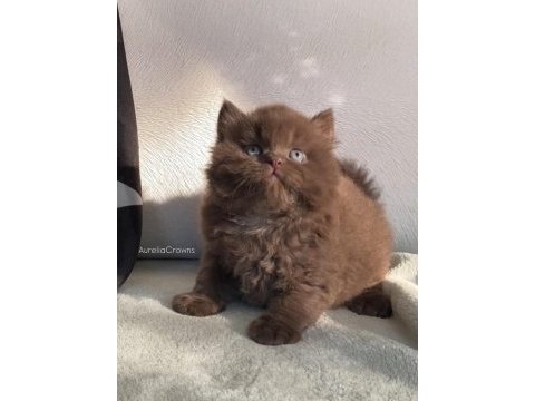 Safkan british chocolatte fawn bebişlerimiz