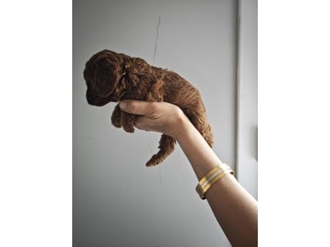 Lekesiz poodle yavrularımız