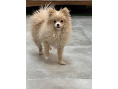 7 aylık pomeranian yavrumuz yuvasını arıyor safkan