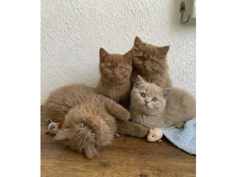 Cinnamon ve fawn british shorthair bebekler