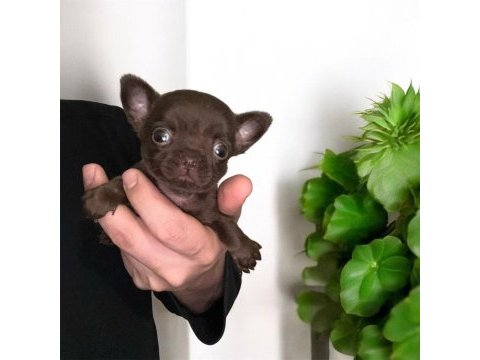 4 aylık dişi çikolata chihuahua