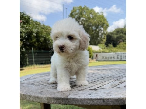 Maltese terrier yavrular