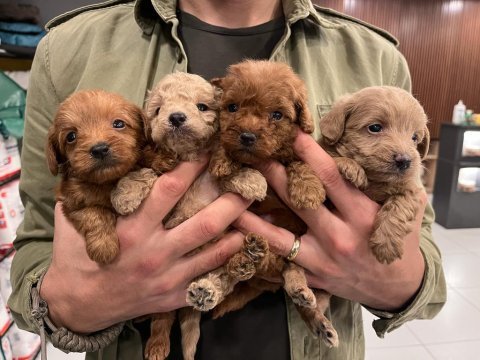 Irk ve sağlık garantili maltipoo yavrular