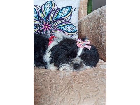 Canlı peluş gibi sevimli ve safkan shih tzu yavru