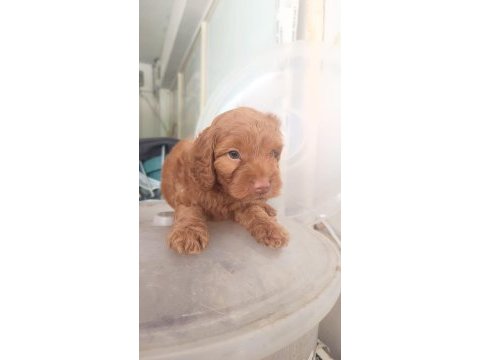 Safkan cockapoo yavrumuz