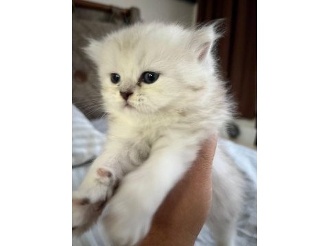 Minik british longhair prens