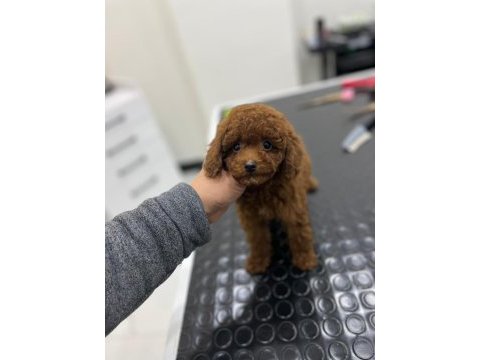 Kore kan orjinal toy poodle erkek