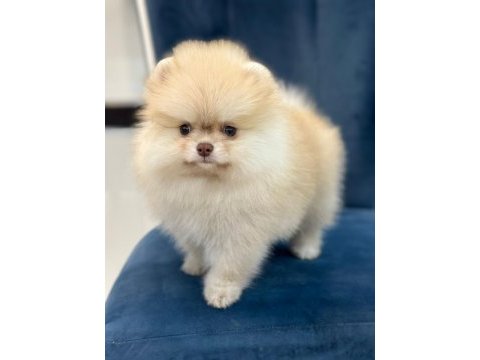 Nadir yeşil göz pomeranian boo