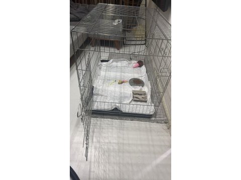 2.5 aylık erkek pomeranian köpeği