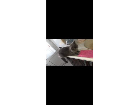 Kedimiz yuvasını arıyor 7 aylık british shorthair zeuss