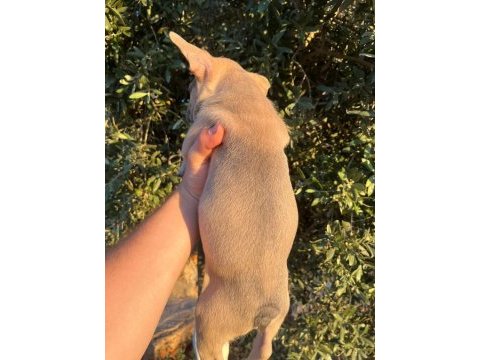 60 günlük son kalan erkek yavru french bulldog