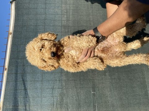 1,5 yaş erkek toy poodle