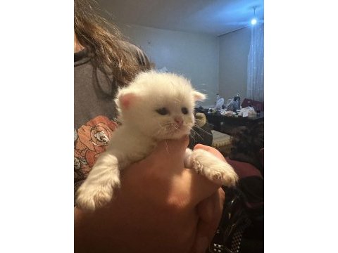 13 nisan doğumlu beyaz scottish fold bebekler