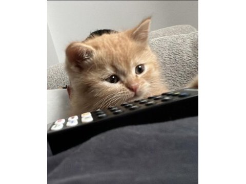 2 aylık british shorthair oyuncu