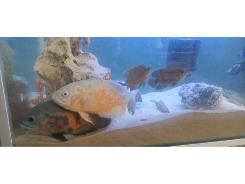 Astranot ve köpek balıkları