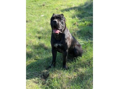Irk garantili cane corso yavrular – özel bakımlı
