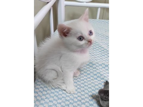 Kendi kedimin british shorthair bebekleri