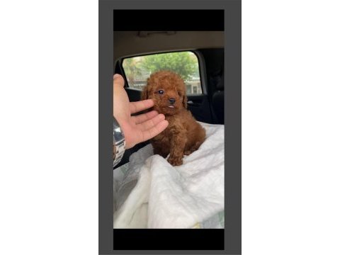 Toy poodle yavrularımız