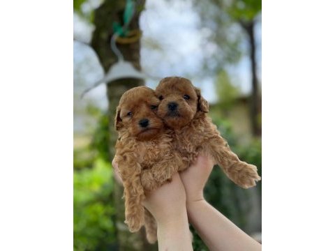 Bebek gibi toy poodle isteyen