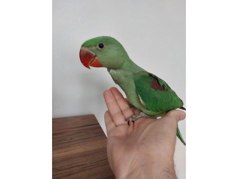 Bebek alexander papağanı evlat